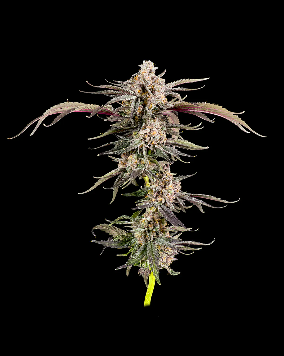 Local - Sunrize - 3.5g - Flower at Local Cannabis Co. - Kansas City
