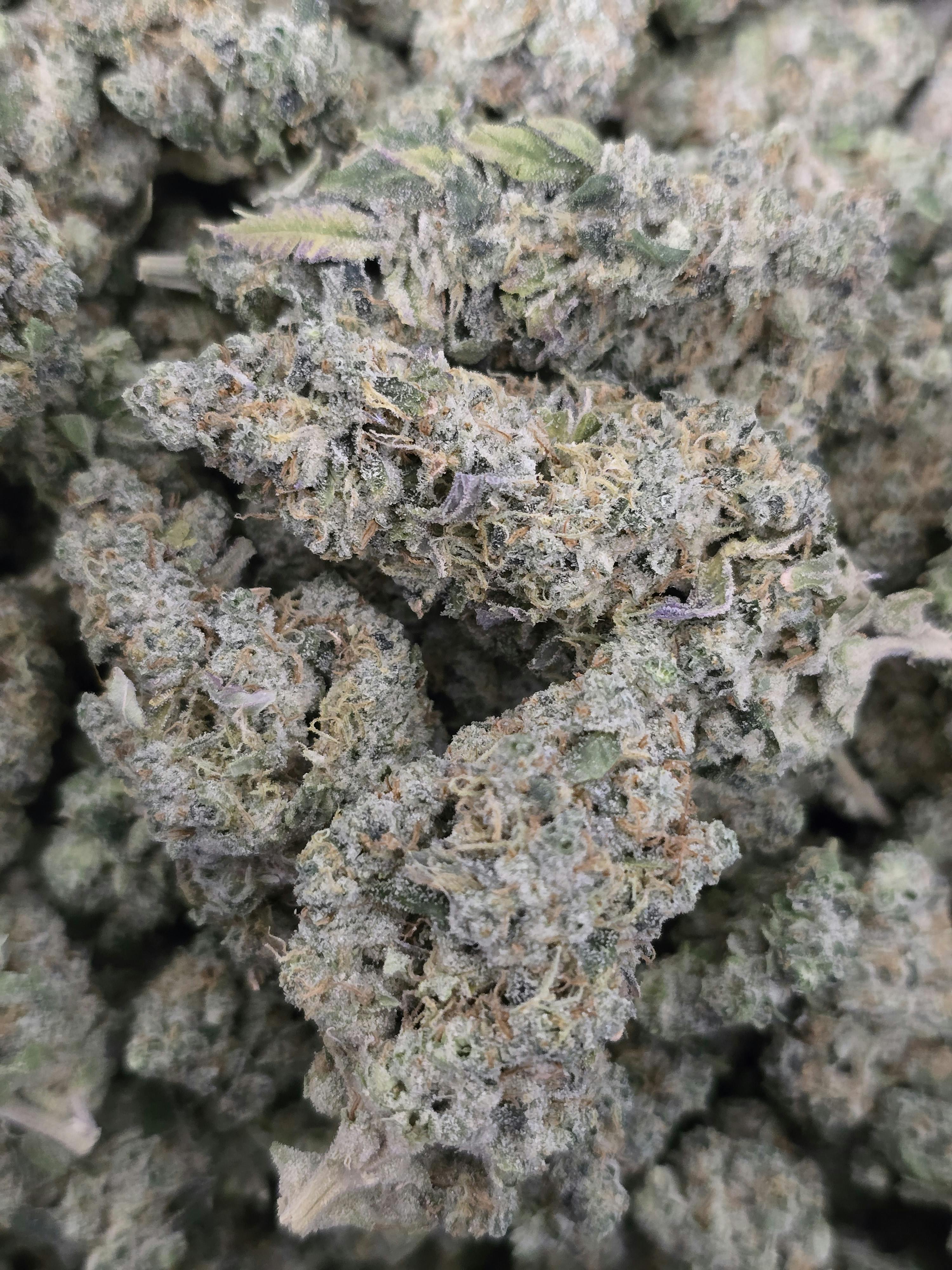 G13 Skunk | Eden East