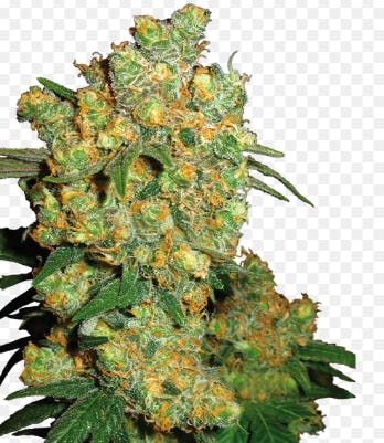 Product Big Bud Buds