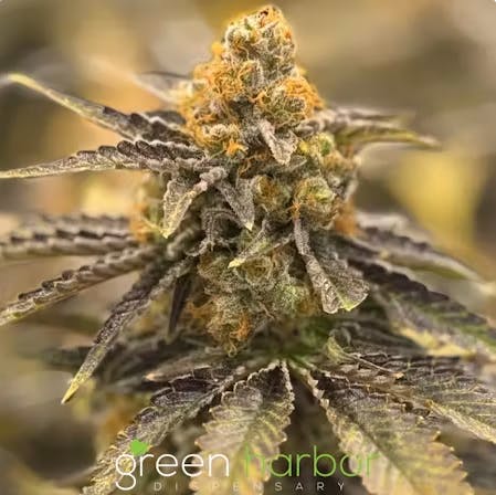 Product: GNG | Blue Dream | Flower