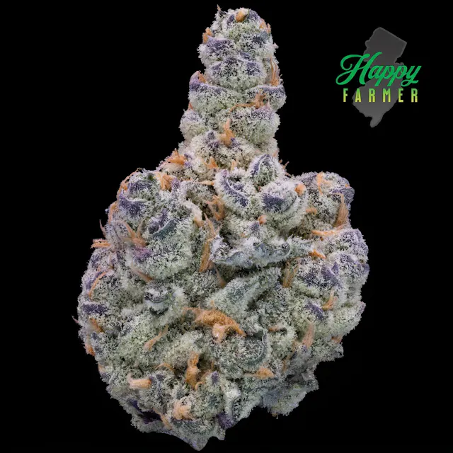 Happy Farmer Flower Deluxe Sugar Cane 7g (hybrid)