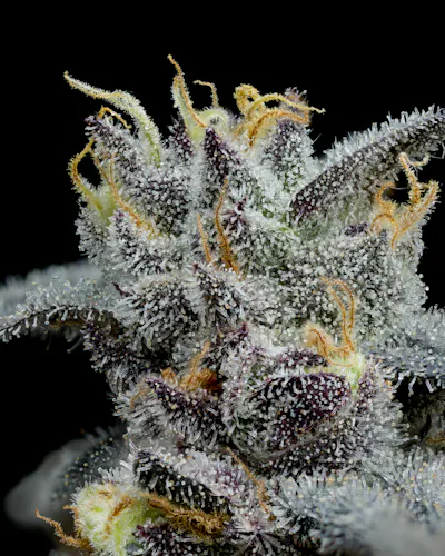 Full Tilt | Jump Man | Flower | 3.5g-3