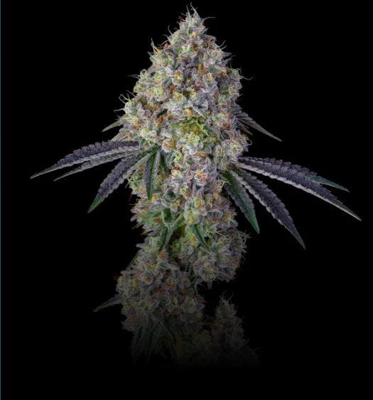 Product Khalifa Mints Buds