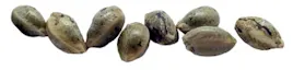 Seeds category image