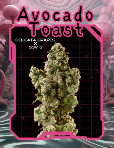 Avocado Toast-1