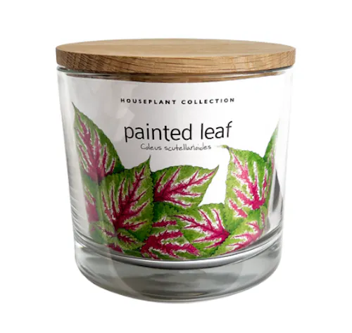 Potting Shed Creations – Houseplant Collection Painted Leaf-active