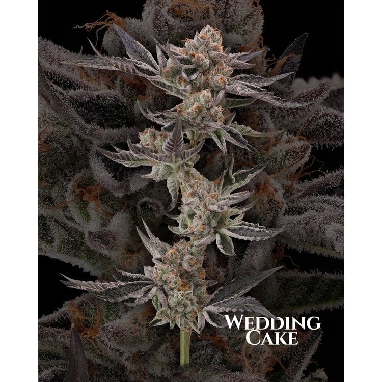 Hemp Kings: Wedding Cake