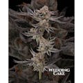 Hemp Kings: Wedding Cake