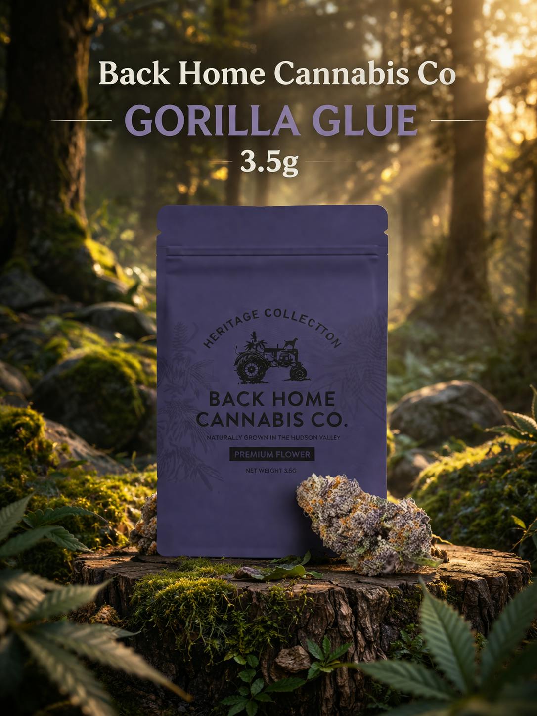 Product Back Home Cannabis Co. | Gorilla Glue | .975% terps