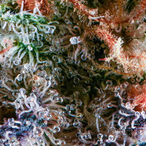 CLF- Grassroots | Smalls | Country Cookies-1