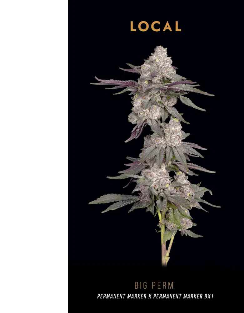 Local - Big Perm - 3.5g - Flower | Local Cannabis Co. - Kansas City