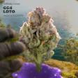 GG4 LOTO