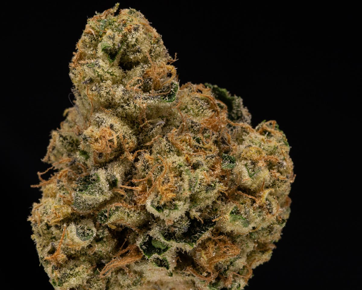 Photo of Gold Shelf – Sherbacio (H)