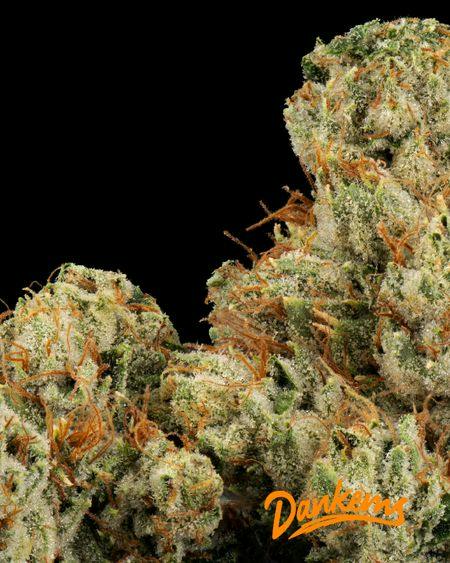 Dankems Flower Bomb Pop