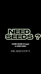 Dr.Midtown | BLUEBERRY | AUTO FLOWER SEEDS