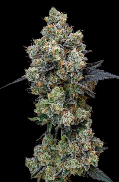 Fruitstripez (I) | 28g  | All Day | SeCHe | 29.26 Terps 2.4%