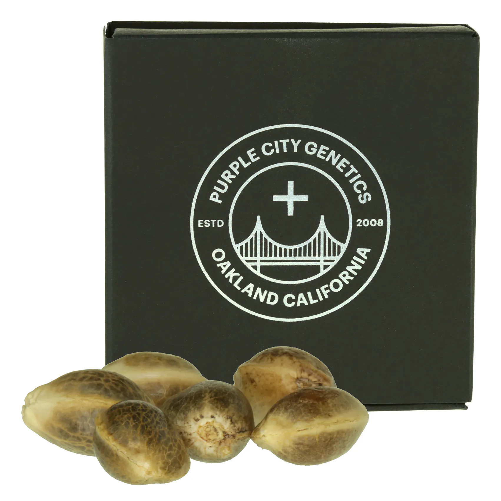 Purple City Genetics Seeds 10pk - Estefan | Harborside (Oakland)