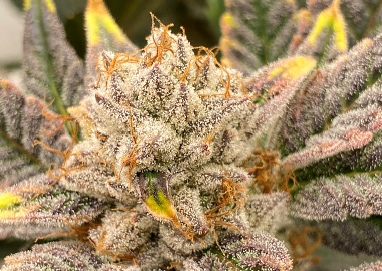 Photo of Peanut Butter Lady 3.5 Jar The Heirloom Collective