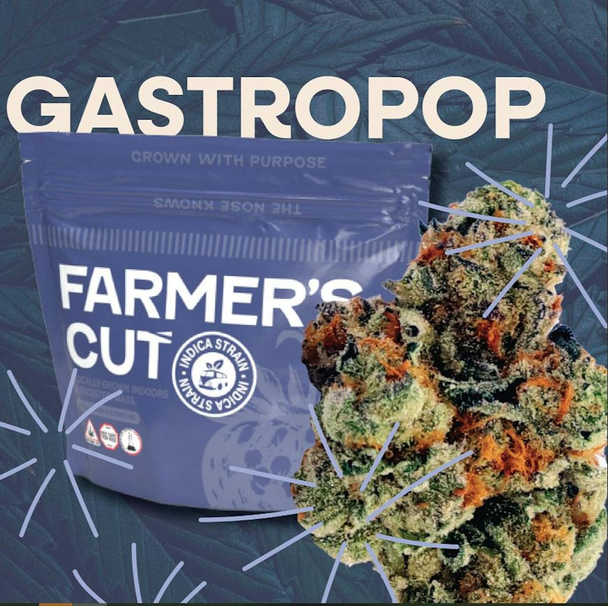 Image of Gastro Pop #4 | 3.5g Flower