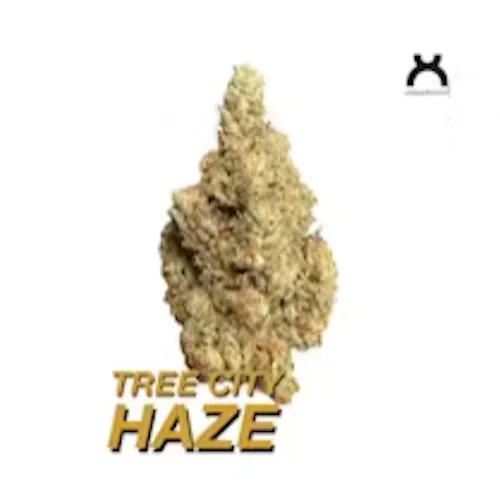 Tree City Haze | Flower | 3.5g-1