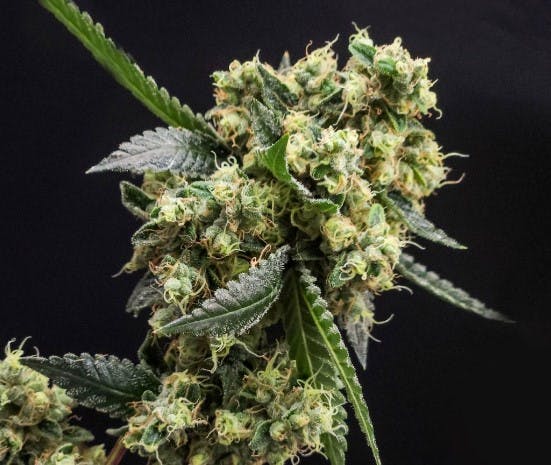 Photo of Root & Bloom Ghost Dawg 3.5g