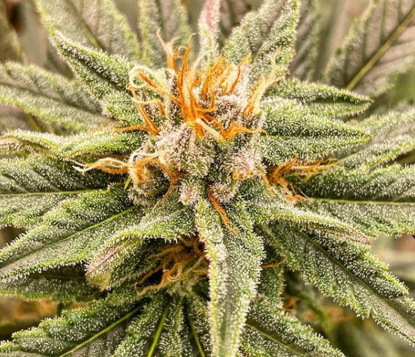 Photo of Blueberry Muffin
