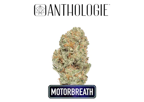 Anthologie Motor Breath 15 Flower 3.5g-active