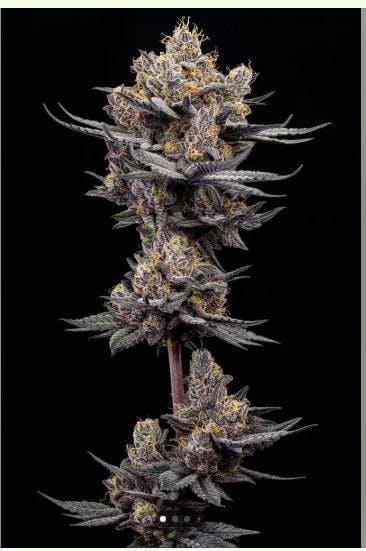 Product Mega Mind Buds