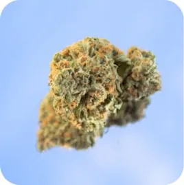 Flower category image