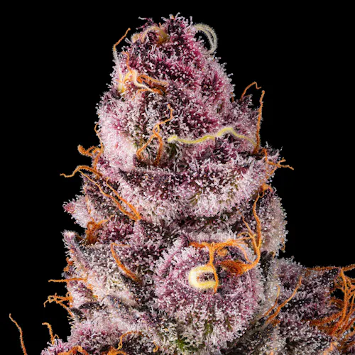 Lemon Cherry Tropicana [3.5g]-6