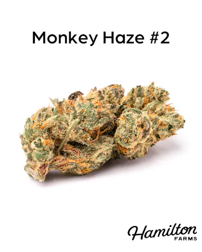 Hamilton Farms | Monkey Haze 2 | Pre-Roll Pack | 2pk – 1g-1