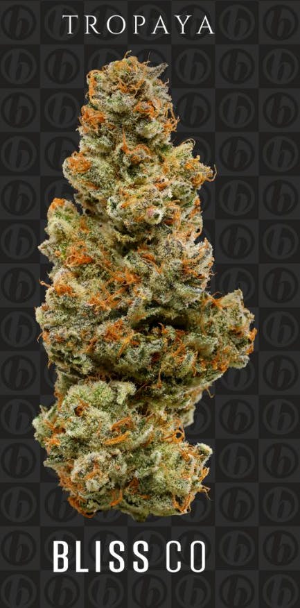 Bliss Co. Tropaya