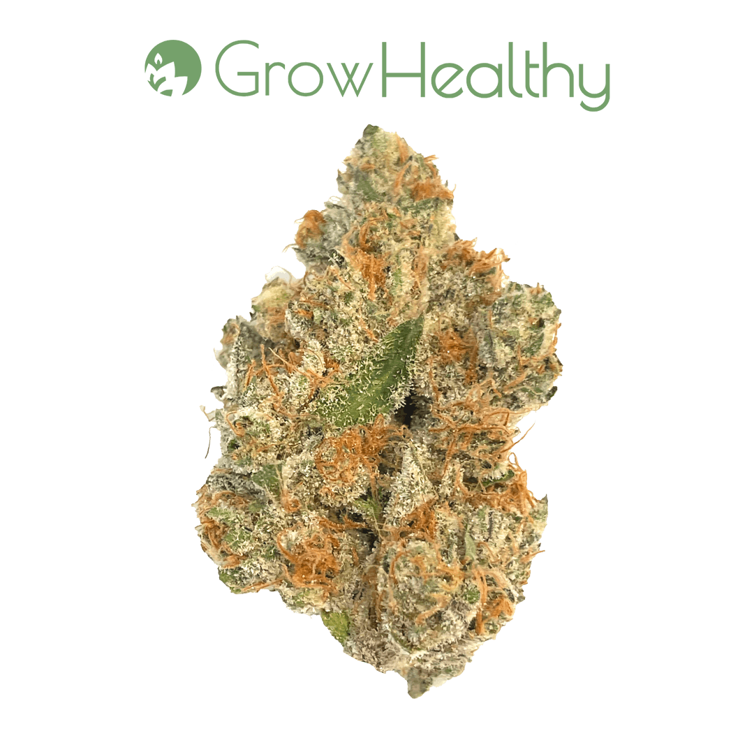 La Bruja Flower | GrowHealthy