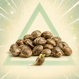 Seeds category image