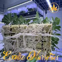 Exotic Nurseries - Single Clone - Runtz