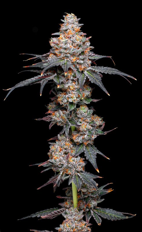 Product: Electraleaf | Zerealz | Flower - 3.5g