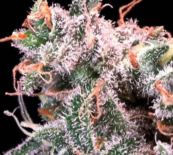 Peregrine Toke Flower | 3.5g | Kombucha Cream-0