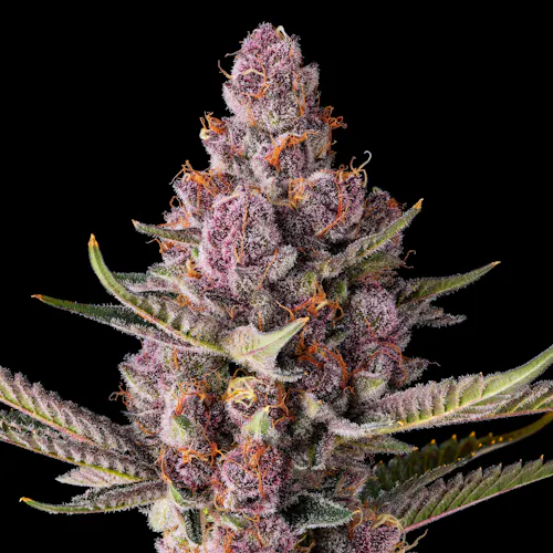 Lemon Cherry Tropicana [3.5g]-5