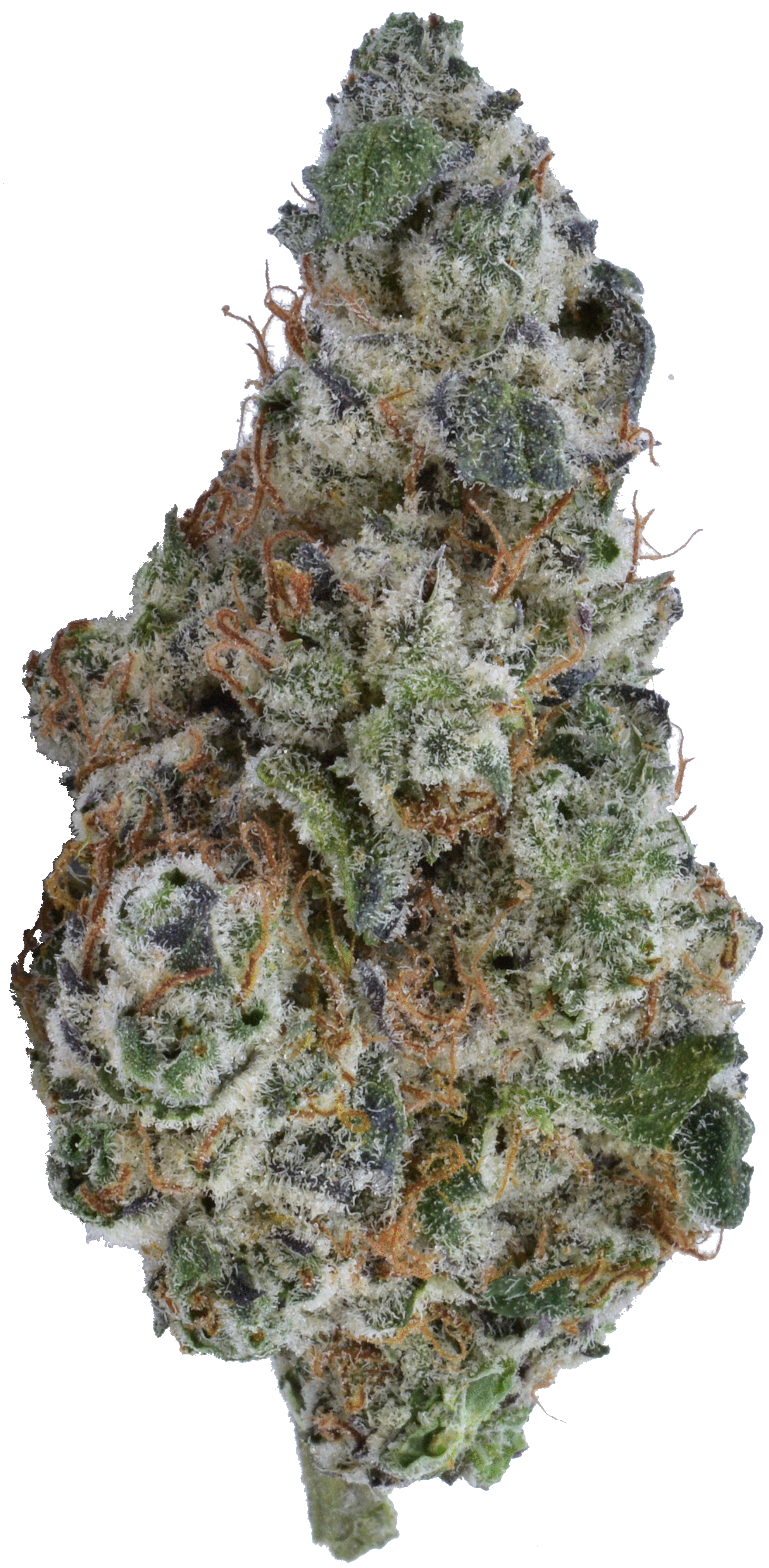 25% Donatello Kush Weed Christmas Gift