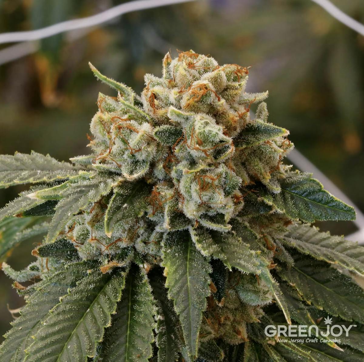 Photo of Green Joy l Morning Diesel l