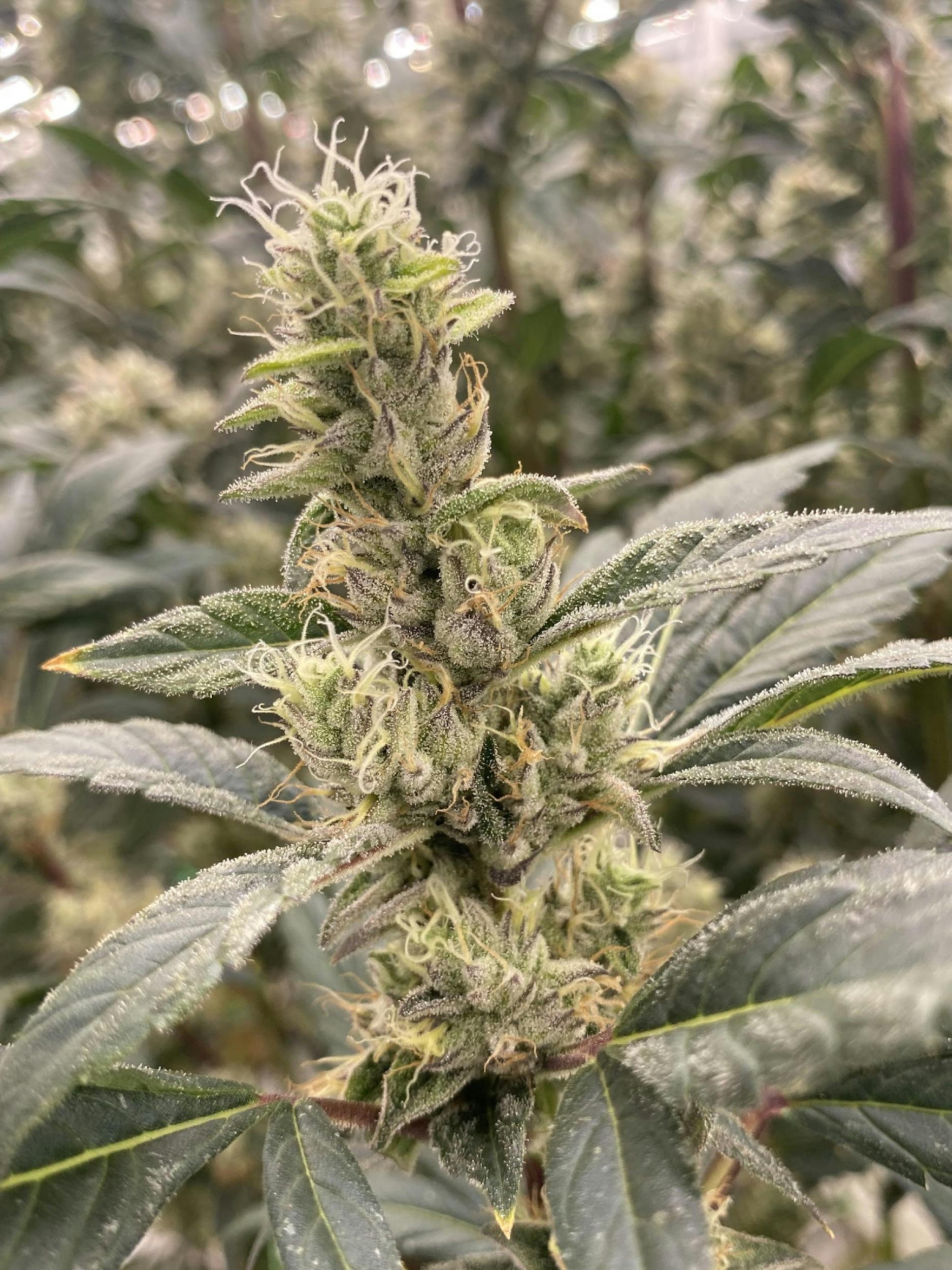 Photo of Icing 3.5 Jar The Heirloom Collective