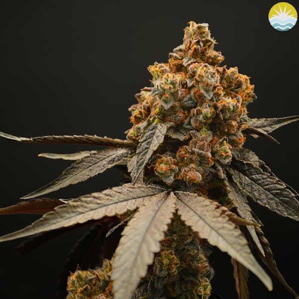Figi Sunset | 3.5g | Flower | Baked Beans