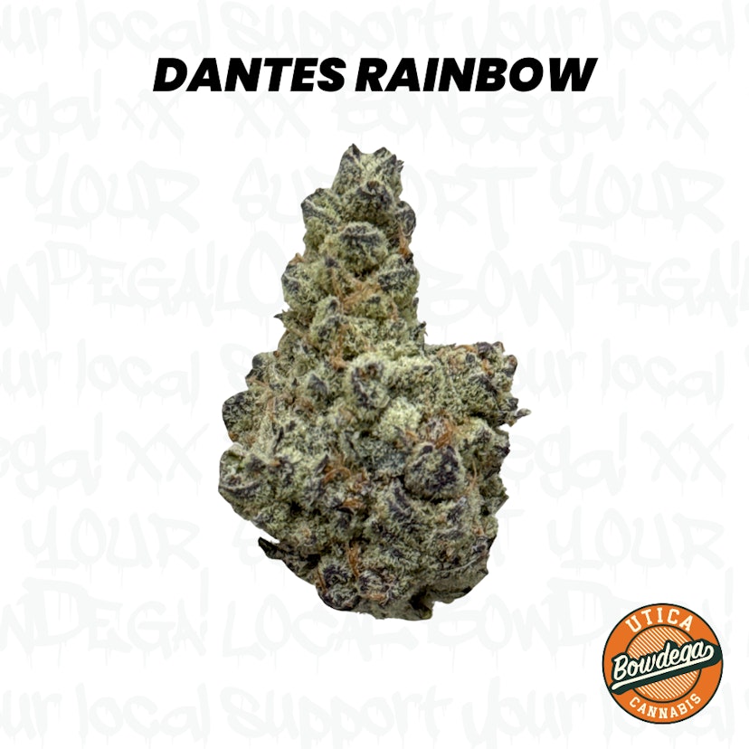 Bowdega | Dantes Rainbow
