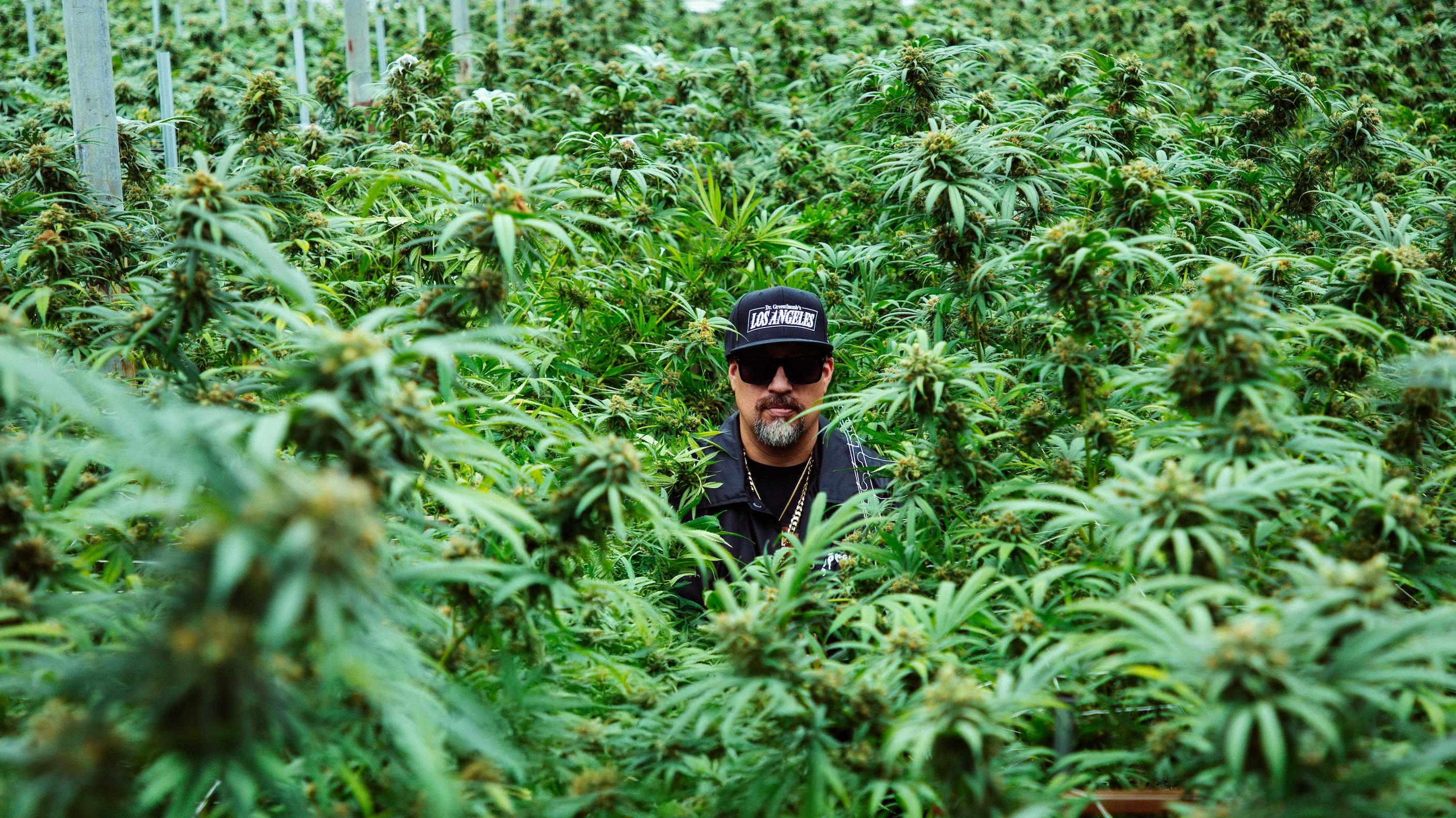 【新品】【1点限り】サイプレスヒル／Dr. Greenthumb's DGT Ashland Menu - a Cannabis Dispensary in Chicago, IL