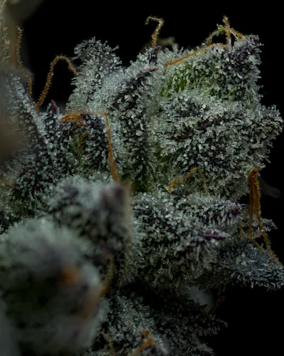 Full Tilt | Gorilla Butter | Single Pre-Roll | 1g-3