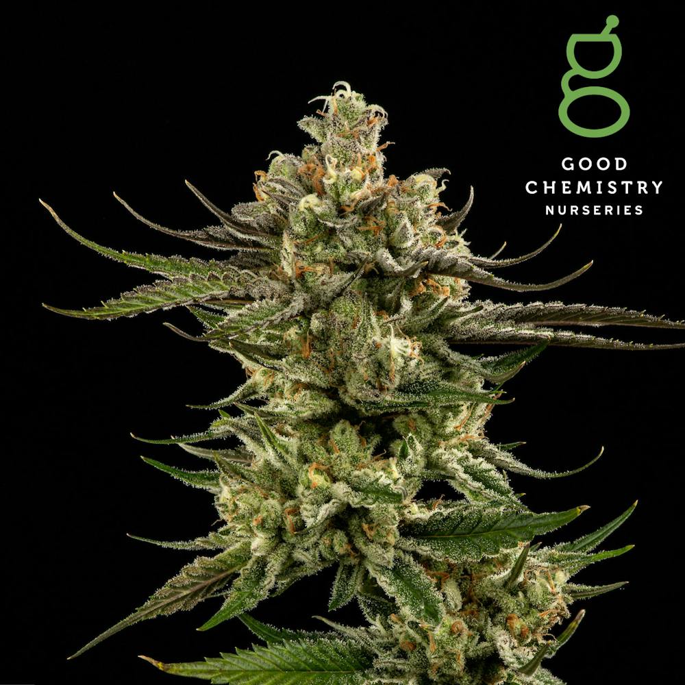 Product Lilac GMO