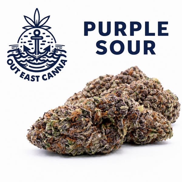 Out East Canna Purple Sour Flower