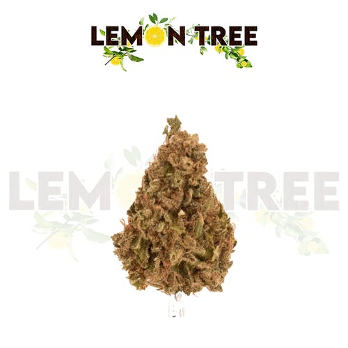 Lemon Tree - 