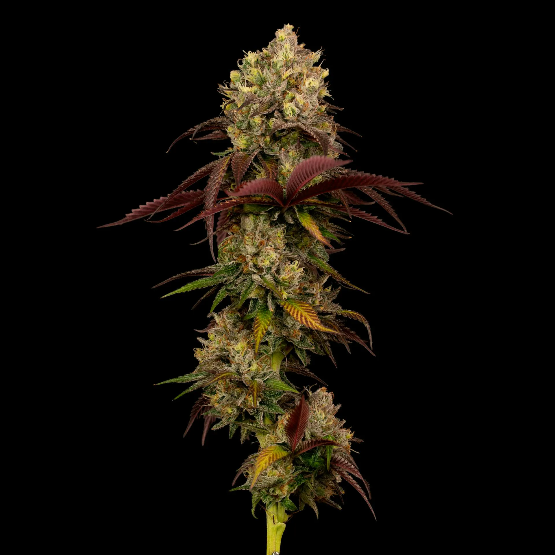 dutchie | Order cannabis online for pickup or delivery
