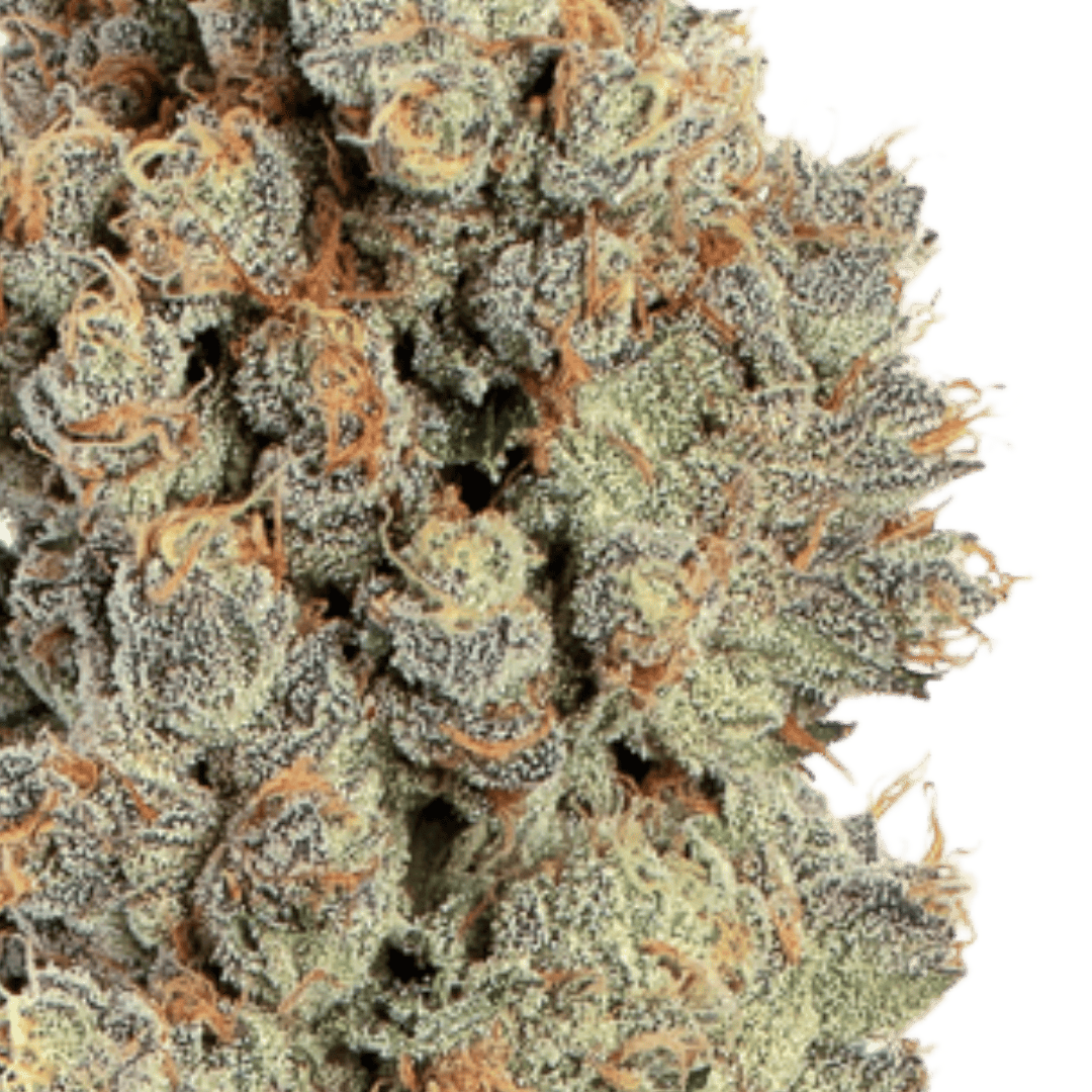 Native Sun Dosidos | Flower | 3.5g - Native Sun Cannabis Cannabis